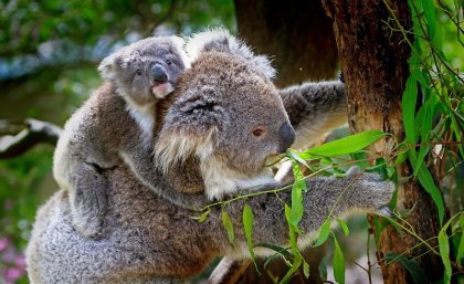 Native Australian species, such as the koala, have lost one million hectares since 2000.